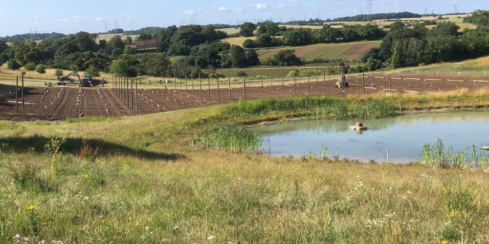 Revolutionising Hop Propagation: Our Journey with the new Permanent Layer Bed (PLB)