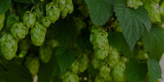 The Hop Plant Company’s Mission for Climate-Resilient UK Hops