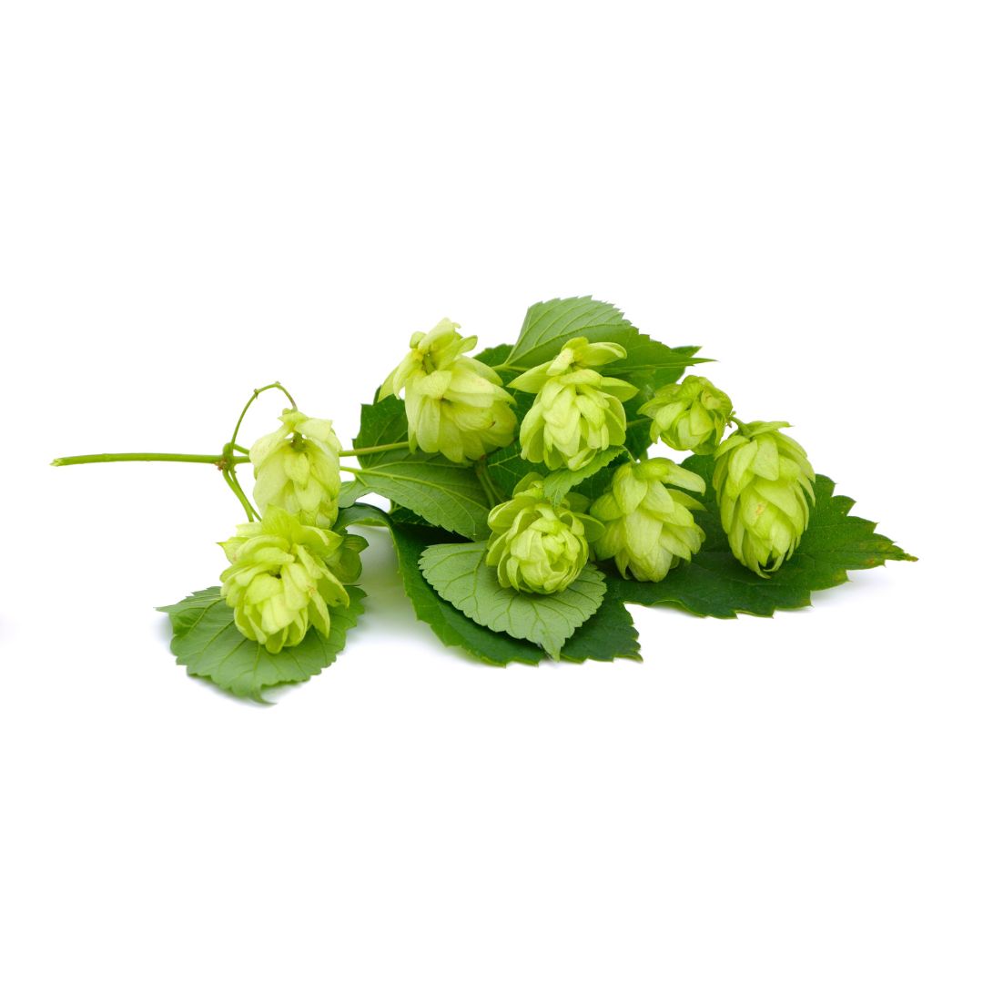 Sorachi Ace Hop Plant